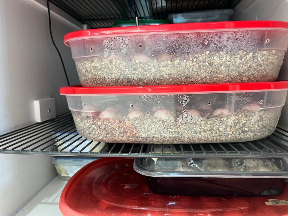 Containers of unhatched eggs sit in an incubator.