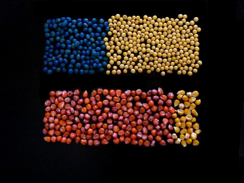 Treated and untreated seeds on a black background