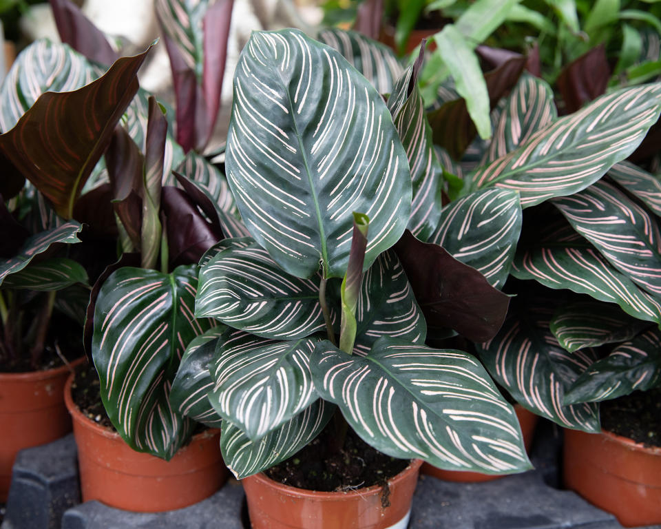 6. CALATHEA