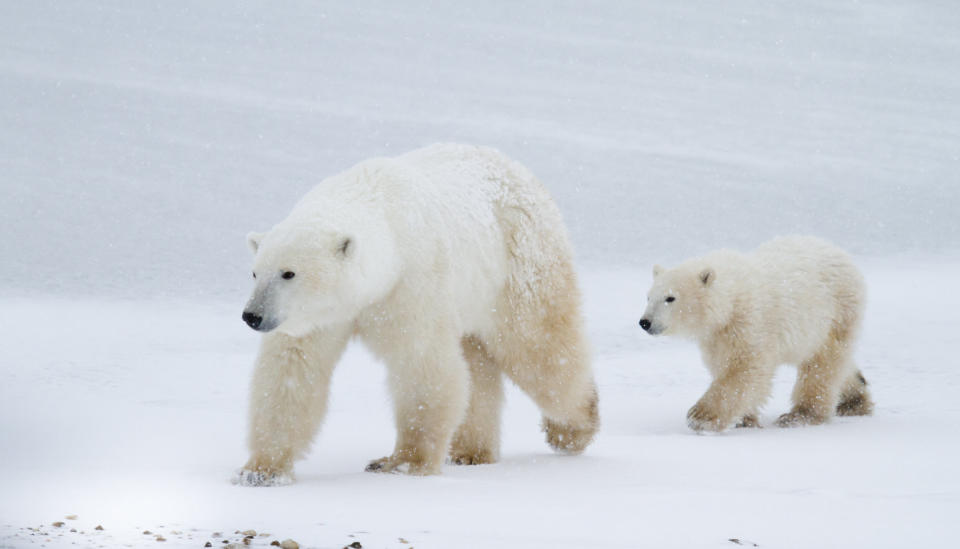 a polar bear mom and cub walking across the edge of the sea ice in Churchill, Canada