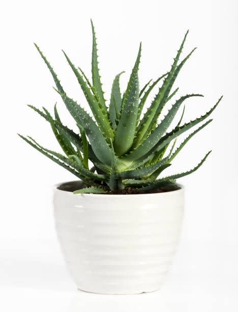 6) Aloe Vera