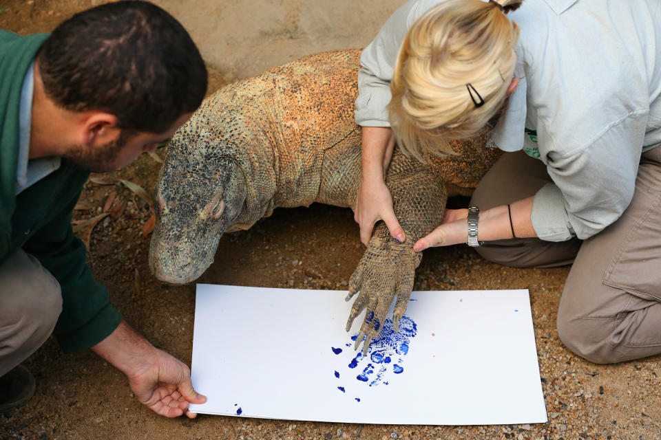 Taronga Zoo Animals Paint Canvas With Footprints