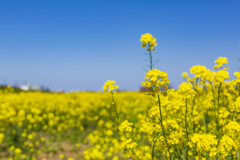 油菜花（圖片來源：Getty Creative提供）