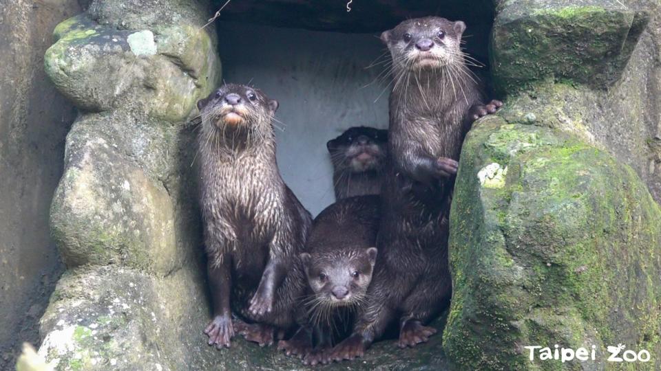 小爪水獺兄弟姊妹們站在門口東張西望。（台北市立動物園提供）