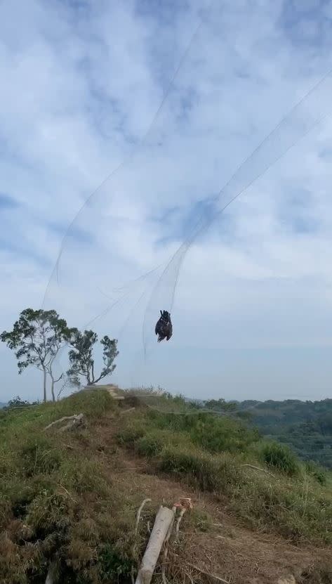 苗栗警方鎖定山區巡察，2周內拆除20多張鳥網，解救多隻誤入捕鴿網的老鷹、五色鳥。(圖／翻攝畫面)