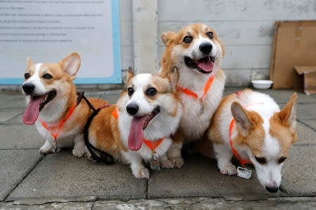 Pets sit after running a mini-marathon for dogs in Bangkok, Thailand May 7, 2017. REUTERS/Jorge Silva