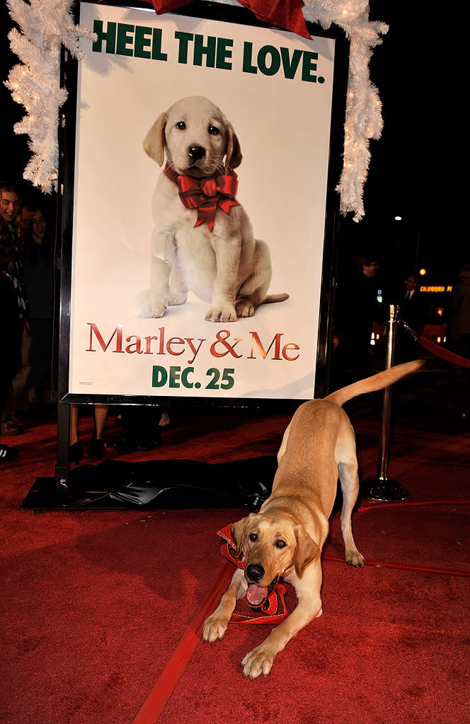 Marley and Me LA Premiere 2008 Clyde the dog