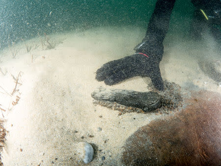 Divers are seen during the discovery of a centuries-old shipwreck, in Cascais in this handout photo released September 24, 2018. Augusto Salgado/Cascais City Hall/Handout via Reuters