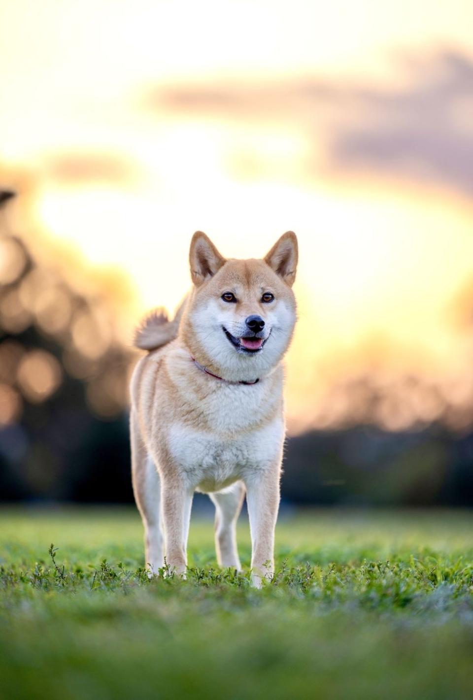 loyal dog breeds shiba inu