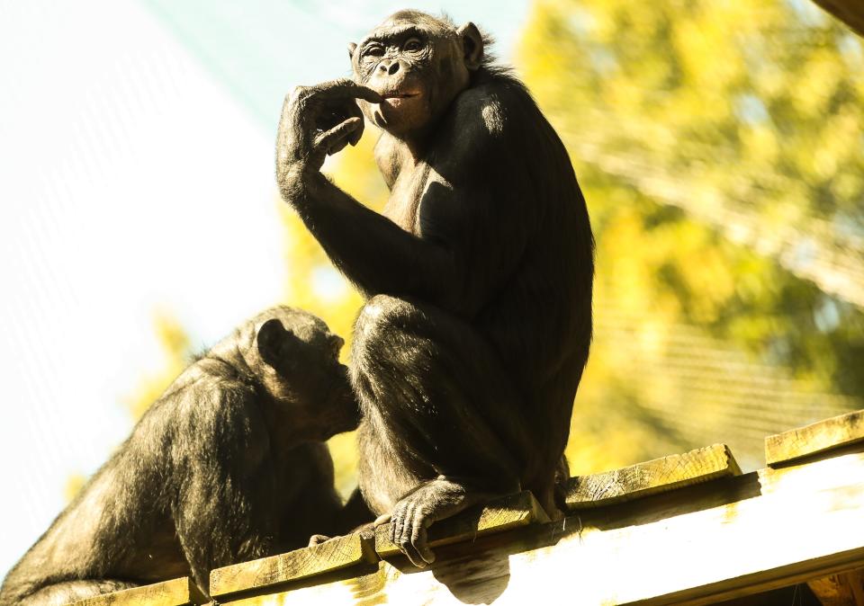 A couple of bonobos hang out on an upper level inside their exhibit at the Memphis Zoo on Tuesday, Oct. 10, 2023 at the Memphis Zoo in Memphis, Tenn.