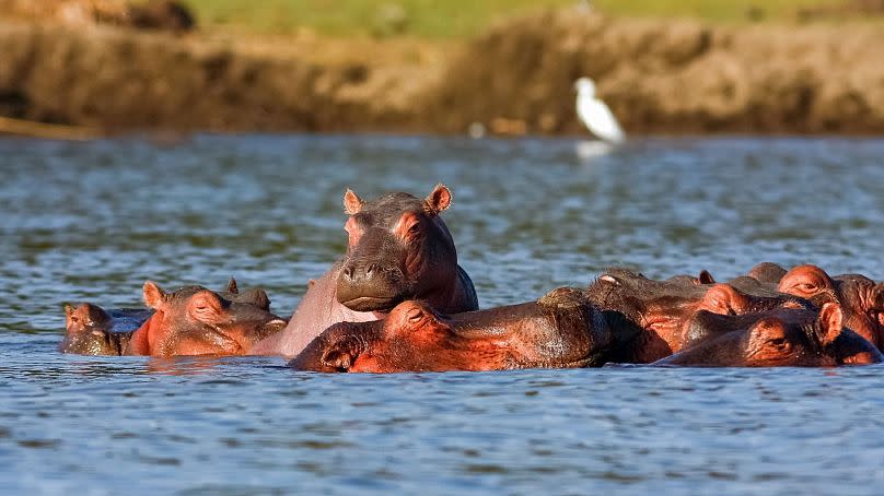 A bloat of hippos in Kenya.