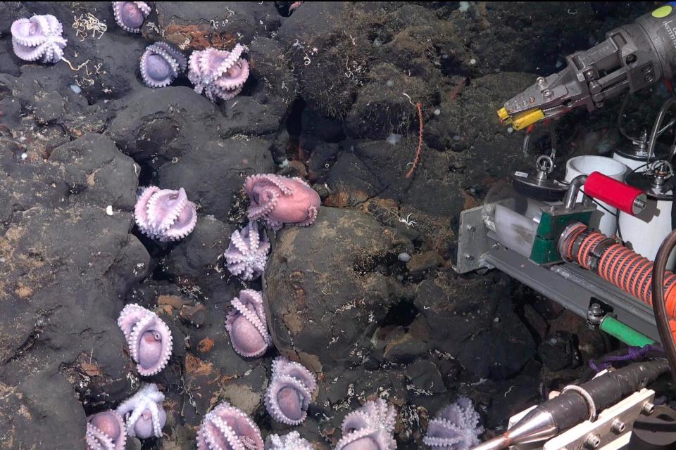 PHOTO: Brooding mother octopuses (Schmidt Ocean Institute/ROV SuBastian / Schmidt Ocean Institute)