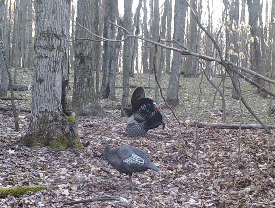 A tom struts for a turkey decoy.