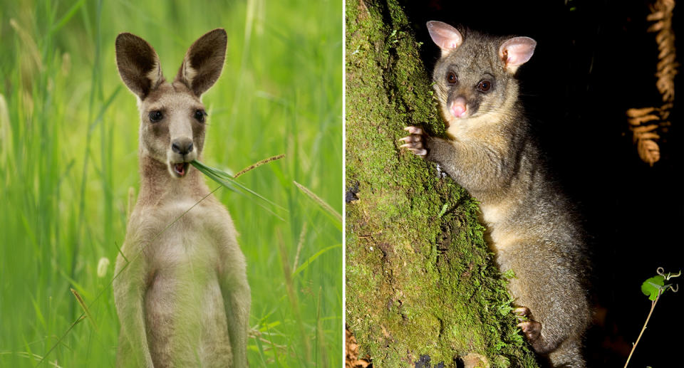 A kangaroo and a brush tail possum.