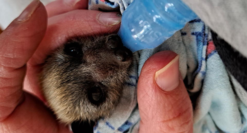 Un bebé zorro volador alimentado con un biberón azul.