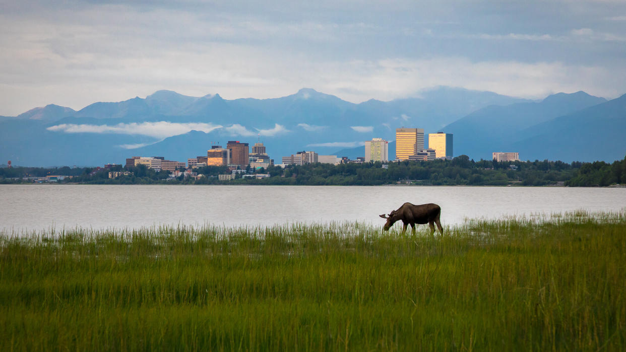 Anchorage Alaska skyline with moose