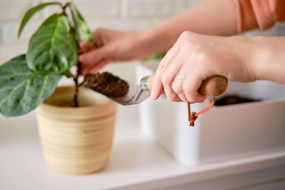 a woman florist pours soil for planting plants ficus lyrata bambino in a flower pot planting a houseplant, white brick wall background