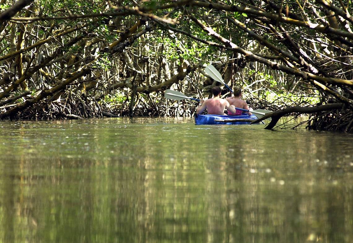 -A pair of adventurers set out on kayak as they paddle through mangroves in the J.N. “Ding” Darling Wildlife Refuge in Sanibel, Florida, May 16, 2001. The nearly two hour trip guides you a quiet scene full of wildlife.