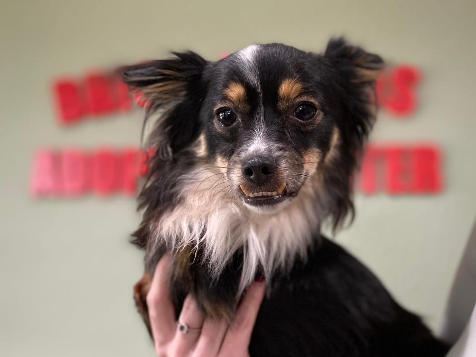 Mr. Bean, a stray born without forelegs, will represent Florida in the 2024 Puppy Bowl XX.