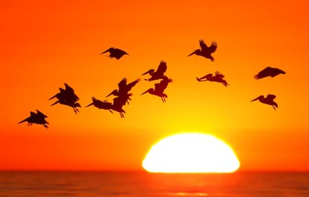 FILE PHOTO: Pelicans silhouetted by a setting sun fly as they look for fish along the California coastline near Leucadia, California