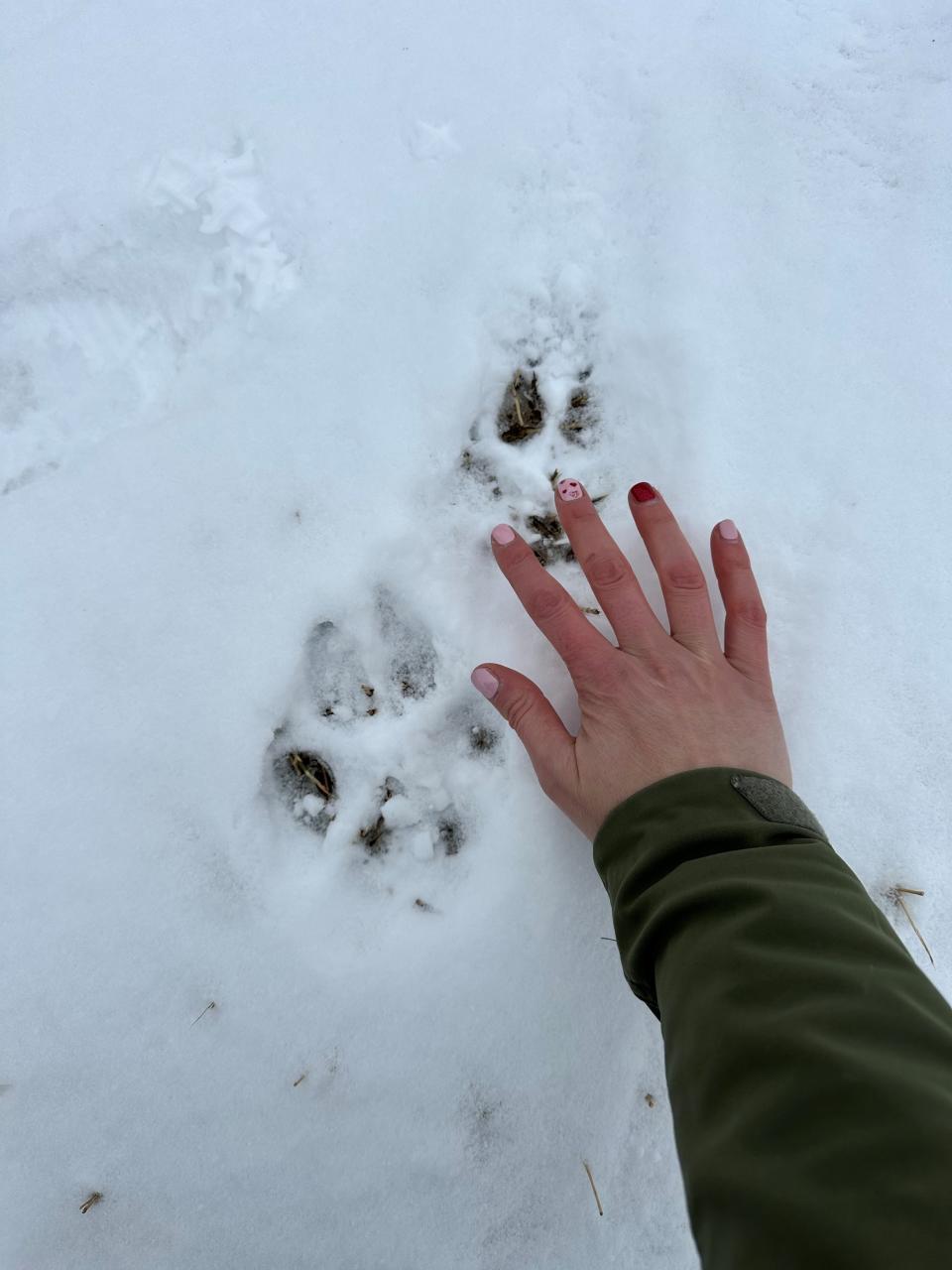 Moffat County sheep rancher Jorgiea Raftopoulos places her hand next to a wolf track she found in February along a county road a mile from her ranch house near Hamilton.