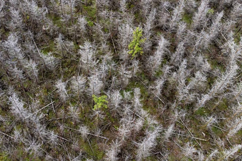 Dead trees stand in Lower-Saxony state forests at the Harz mountains near Clausthal-Zellerfeld, Germany, Friday, July 28, 2023. The tiny insects have been causing outsized devastation to the forests in recent years, with officials grappling to get the pests under control before the spruce population is entirely decimated. (AP Photo/Matthias Schrader)