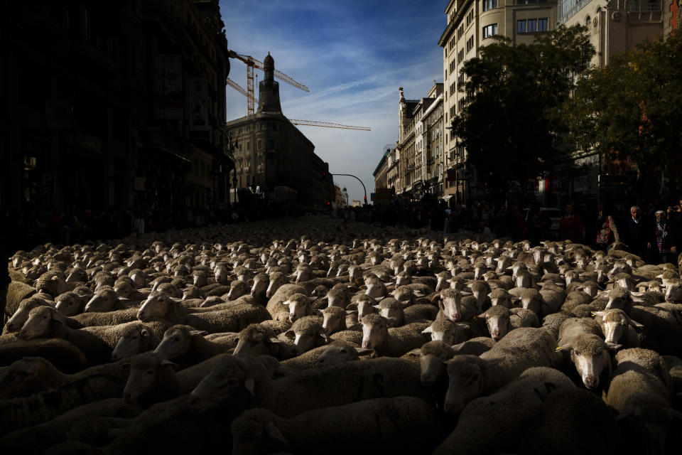 <p>Shepherds lead their sheep through the center of Madrid in defense of ancient grazing, droving and migration rights, which are increasingly threatened by urban sprawl and modern agricultural practices, Oct. 25, 2015. (Photo: Daniel Ochoa de Olza/AP) </p>