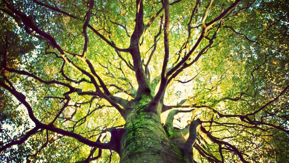 Majestuosa copa de un árbol