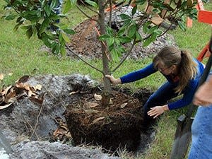 It's important to make sure that the tree sits level in its hole and that the root ball ends up an inch or so above the surrounding ground once the hole is backfilled.