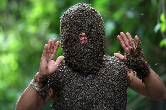 <p>A man in Canada covered his head in bees for just over an hour in downtown Toronto Wednesday, as you do, to promote the release of a new movie.</p> <p>Juan Carlos Noguez Ortiz from nearby Dickey Bee Honey Farm grew what's known by practitioners of the bizarre ritual as a "bee beard" for the stunt, which saw him engulfed in insects for 61 excruciating minutes.</p> <p>He smashed the previous record of 53 minutes, 34 seconds, <a rel="nofollow noopener" href="http://www.cbc.ca/news/canada/toronto/guinness-world-record-bee-beard-1.4269351" target="_blank" data-ylk="slk:according to;elm:context_link;itc:0;sec:content-canvas" class="link ">according to</a> local media who were watching the horror at the city's Yonge-Dundas Square.</p> <div><p>SEE ALSO: <a rel="nofollow noopener" href="http://mashable.com/2017/07/30/mosquito-bite-shaming/?utm_campaign=Mash-BD-Synd-Yahoo-Watercooler-Full&utm_cid=Mash-BD-Synd-Yahoo-Watercooler-Full" target="_blank" data-ylk="slk:Stop telling people not to worry about mosquito bites if you don't get mosquito bites;elm:context_link;itc:0;sec:content-canvas" class="link ">Stop telling people not to worry about mosquito bites if you don't get mosquito bites</a></p></div> <p>100,000 bees were used from the nearby farm, according to its master beekeeper Peter Dickey. "But we brought the gentle ones," he insisted, because "that is very important when we are doing the bearding."</p> <div><div><blockquote> <p>Our <a rel="nofollow noopener" href="https://twitter.com/GWR" target="_blank" data-ylk="slk:@GWR;elm:context_link;itc:0;sec:content-canvas" class="link ">@GWR</a> attempt underway at <a rel="nofollow noopener" href="https://twitter.com/YDSquare" target="_blank" data-ylk="slk:@YDSquare;elm:context_link;itc:0;sec:content-canvas" class="link ">@YDSquare</a> for <a rel="nofollow noopener" href="https://twitter.com/hashtag/BloodHoney?src=hash" target="_blank" data-ylk="slk:#BloodHoney;elm:context_link;itc:0;sec:content-canvas" class="link ">#BloodHoney</a> with <a rel="nofollow noopener" href="https://twitter.com/dickeybeehoney" target="_blank" data-ylk="slk:@dickeybeehoney;elm:context_link;itc:0;sec:content-canvas" class="link ">@dickeybeehoney</a>! <br><br>Wish Juan luck 🐝🍯🇨🇦 <br>Watch: <a rel="nofollow noopener" href="https://t.co/8zAhIfNJDe" target="_blank" data-ylk="slk:https://t.co/8zAhIfNJDe;elm:context_link;itc:0;sec:content-canvas" class="link ">https://t.co/8zAhIfNJDe</a> <a rel="nofollow noopener" href="https://t.co/8cma761Gts" target="_blank" data-ylk="slk:pic.twitter.com/8cma761Gts;elm:context_link;itc:0;sec:content-canvas" class="link ">pic.twitter.com/8cma761Gts</a></p> <p>— Blood Honey (@BloodHoneyMovie) <a rel="nofollow noopener" href="https://twitter.com/BloodHoneyMovie/status/902932973070295040" target="_blank" data-ylk="slk:August 30, 2017;elm:context_link;itc:0;sec:content-canvas" class="link ">August 30, 2017</a></p> </blockquote></div></div>  <p>Dickey's farm also provided the bees for the film the whole stunt was aiming to promote - <em>Blood Honey - </em>which seemingly features blood, honey, and a lot of bees.</p> <div><div><blockquote> <p>A Guinness World Record Event at <a rel="nofollow noopener" href="https://twitter.com/hashtag/YDSquare?src=hash" target="_blank" data-ylk="slk:#YDSquare;elm:context_link;itc:0;sec:content-canvas" class="link ">#YDSquare</a> this week! <br>Wearing a head full of bees to promote the film BLOOD HONEY <a rel="nofollow noopener" href="https://t.co/47znM9gv1X" target="_blank" data-ylk="slk:https://t.co/47znM9gv1X;elm:context_link;itc:0;sec:content-canvas" class="link ">https://t.co/47znM9gv1X</a> <a rel="nofollow noopener" href="https://t.co/QXhEebqJaa" target="_blank" data-ylk="slk:pic.twitter.com/QXhEebqJaa;elm:context_link;itc:0;sec:content-canvas" class="link ">pic.twitter.com/QXhEebqJaa</a></p> <p>— Yonge-Dundas Square (@YDSquare) <a rel="nofollow noopener" href="https://twitter.com/YDSquare/status/902238789917184001" target="_blank" data-ylk="slk:August 28, 2017;elm:context_link;itc:0;sec:content-canvas" class="link ">August 28, 2017</a></p> </blockquote></div></div> <p>Keep an eye out for it.</p> <p>In the meantime, here a few more bee bearding pics to haunt your dreams.</p>  <p>Bees cover beekeeper Gao Bingguo Tai'an, Shandong Province of China in 2014. Gao Bingguo attracted about 326,000 bees, 32.6kg in weight, onto his body in more than one hour after placing nearly 50 queen bees on his body.</p><div><p>Image: VCG via Getty Images</p></div> <p>Bee keeper Bui Duy Nhat stands while thousands of wild bees land on his body, in Nua Ngam commune, Dien Bien province, Vietnam, 26 May 2017.</p><div><p>Image: PHAM NGOC THANH/EPA/REX/Shutterstock</p></div><div><blockquote> <p><a rel="nofollow noopener" href="https://t.co/52DAkRkS4t" target="_blank" data-ylk="slk:pic.twitter.com/52DAkRkS4t;elm:context_link;itc:0;sec:content-canvas" class="link ">pic.twitter.com/52DAkRkS4t</a></p> <p>— MGM (@Marcanadian) <a rel="nofollow noopener" href="https://twitter.com/Marcanadian/status/902936333651456000" target="_blank" data-ylk="slk:August 30, 2017;elm:context_link;itc:0;sec:content-canvas" class="link ">August 30, 2017</a></p> </blockquote></div> <div> <h2><a rel="nofollow noopener" href="http://mashable.com/2017/08/02/sustainable-indoor-vertical-farm/?utm_campaign=Mash-BD-Synd-Yahoo-Watercooler-Full&utm_cid=Mash-BD-Synd-Yahoo-Watercooler-Full" target="_blank" data-ylk="slk:WATCH: You're closer to having a sustainable farm in your home than you might think;elm:context_link;itc:0;sec:content-canvas" class="link ">WATCH: You're closer to having a sustainable farm in your home than you might think</a></h2> <div>  </div> </div> 