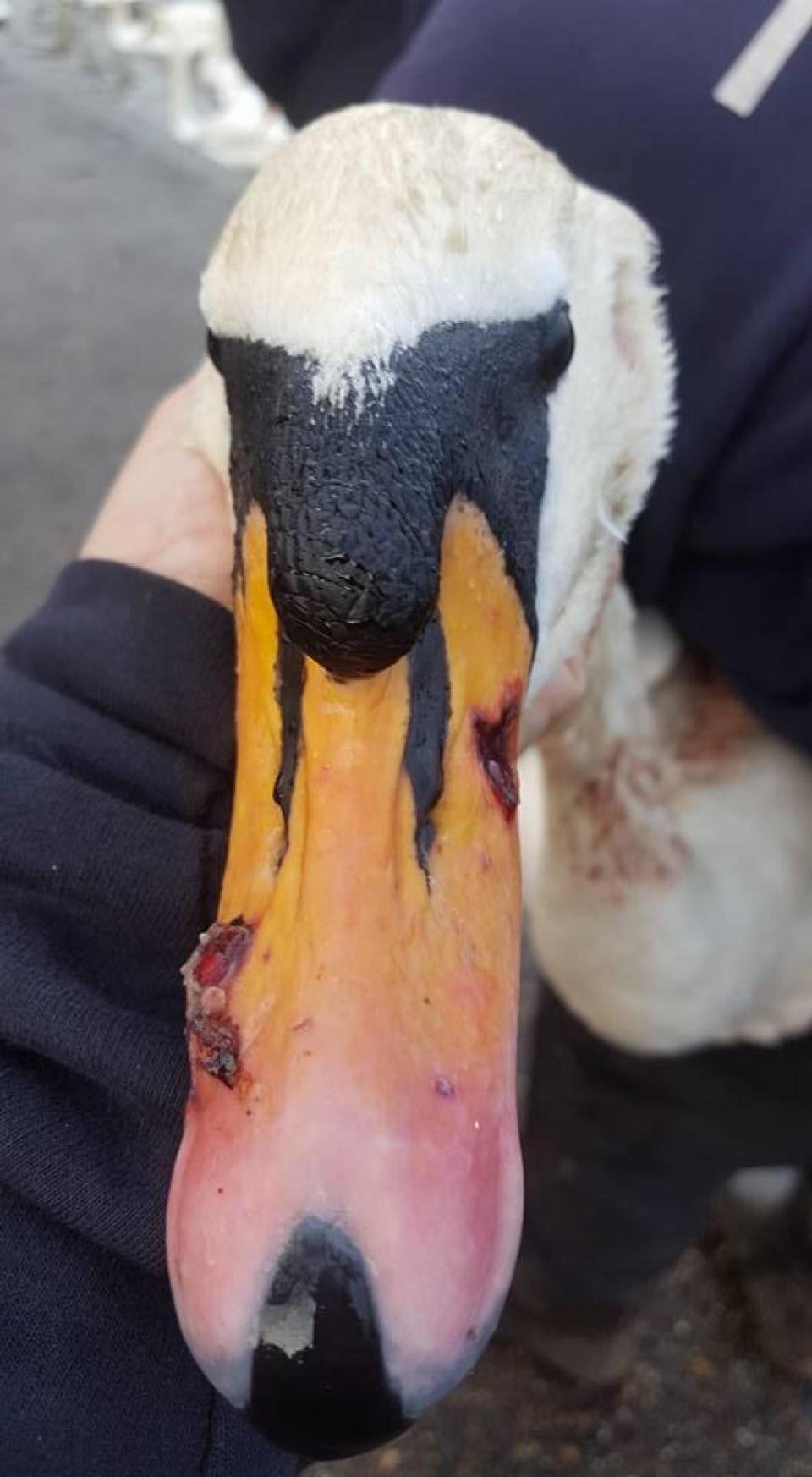 Injured bird: Some 12 birds were shot in Windsor (Facebook/Swan Support)