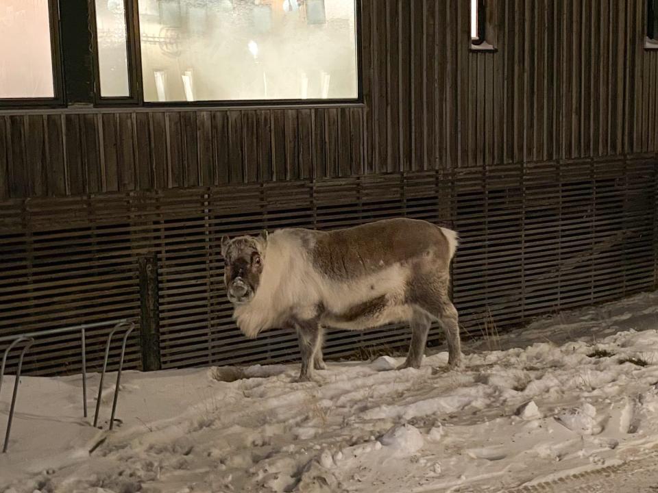 A reindeer on the side of a road