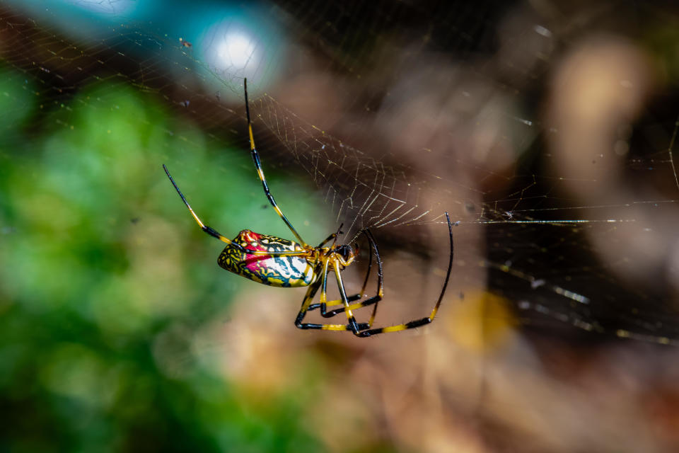 A Joro spider is seen spinning a web.  /Credit:/Getty Images