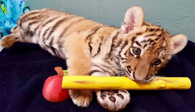 Adorable Baby Tiger Cub Cam Is Here to Give You a Break from Work