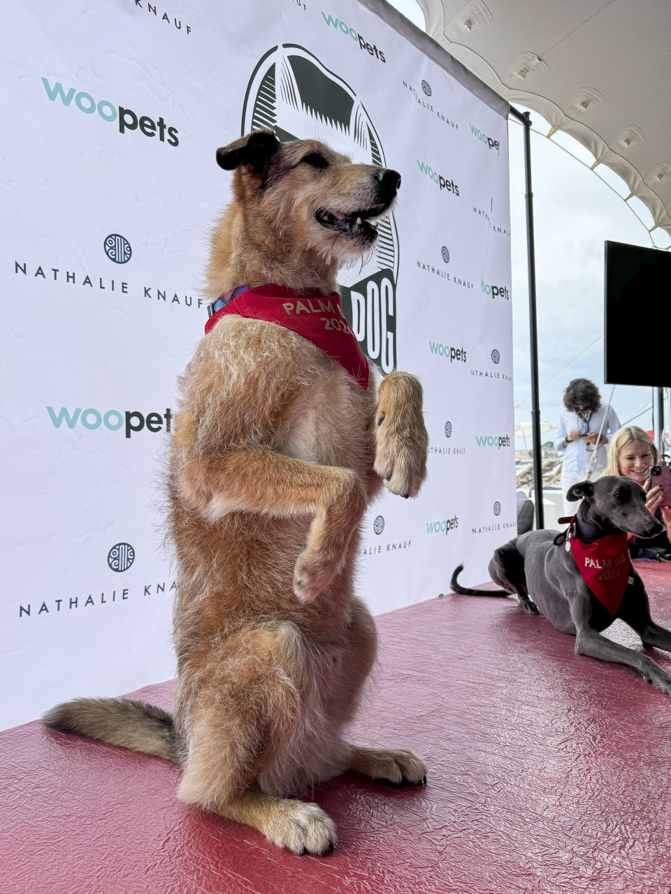 Kodi, left, who plays Cosmos in the film 'Dog on Trial', wins the palm dog award at the 77th international film festival, Cannes, southern France, Friday, May 24, 2024. (Photo by Louise Dixon/Invision/AP)