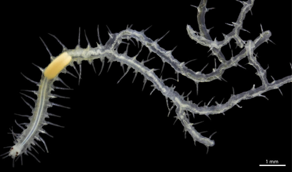 A team of researchers has described a rare species of sea worm that has countless butts and detachable gonads with their own brains and eyes.