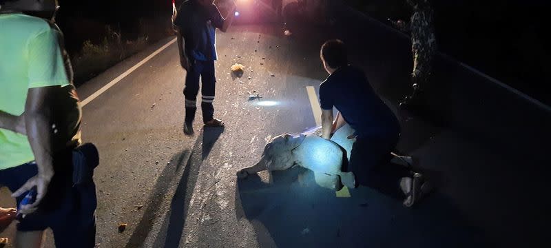 Una rescatista realiza reanimación cardiopulmonar a un elefante bebé después de un accidente de motocicleta en la provincia de Chanthaburi, Tailandia