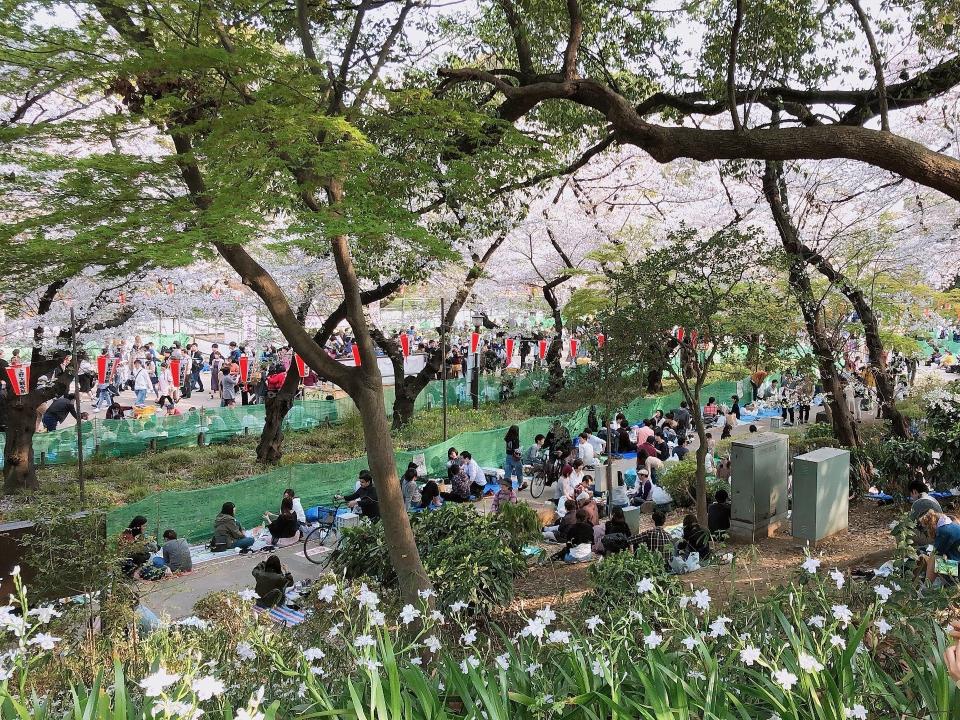 park in japan in bloom during cherry blossom season