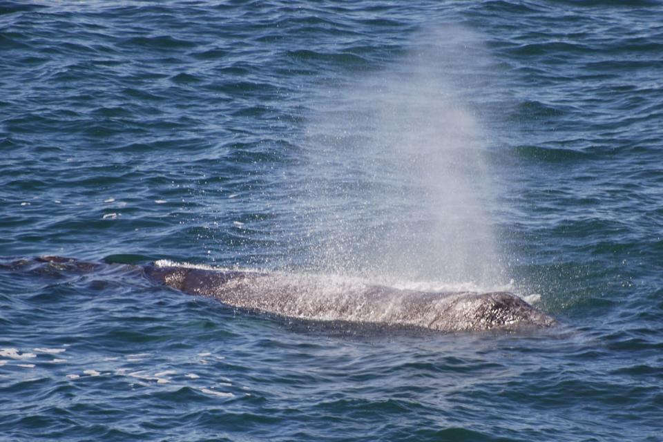 Gray whales swimming off the Oregon Coast can be spotted by their spouts in the water.