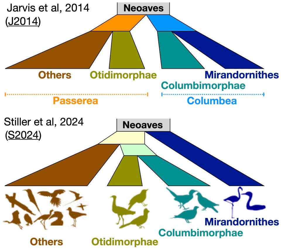 <em>Two mutually exclusive bird family trees. The top family tree lumps flamingos and doves, in blue and teal respectively, closely together, while the bottom family tree does not. The top family tree was built around distortions in bird genomes that date back to the extinction of the dinosaurs. The bottom family tree is likely more accurate, after accounting for these genomic anomalies. CREDIT: Edward Braun</em>