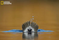 Un porrón coronado macho (Nombre latino: <i>Bucephala albeola</i>) es captado justo cuando se sumerge en el agua con la cola hacia arriba fuera del agua. Esta foto fue tomada en un lago pequeño cerca a mi casa en Colorado, a finales de otoño. La tomé desde un ángulo bajo con el lente de la cámara apenas a unas pulgadas de la superficie del agua. El fondo amarillo es el reflejo del prado seco que rodea el lago y mientras que el color azul, es el cielo. (Foto y texto cortesía de Verdon Tomajko/National Geographic Your Shot) <br> <br> <a href="http://ngm.nationalgeographic.com/your-shot/weekly-wrapper" rel="nofollow noopener" target="_blank" data-ylk="slk:Clic acá;elm:context_link;itc:0;sec:content-canvas" class="link ">Clic acá</a> para más fotos de la sección de National Geographic Your Shot.