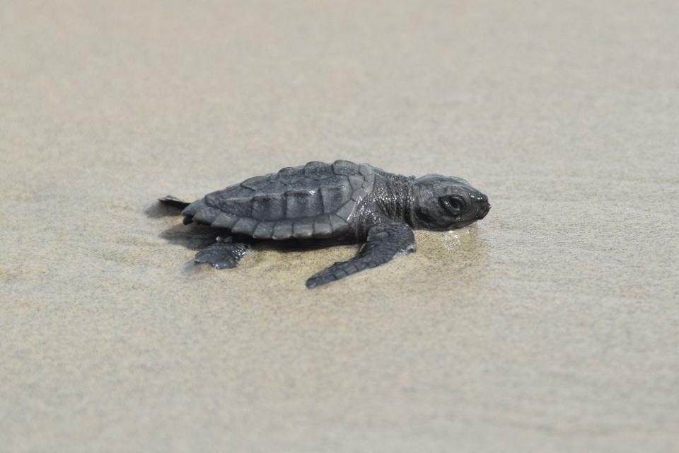 A newly hatched Kemp's ridley sea turtle makes its way to the sea.