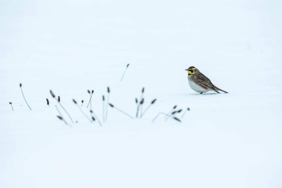 A Horned Lark searches the snow covered ground in search of seeds.