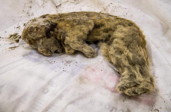A rare prehistoric cave lion cub that emerged from the permafrost (AFP/Getty)