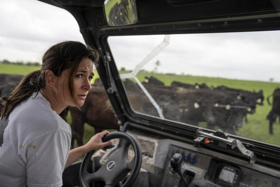 Meredith Ellis does her daily cattle count on her ranch in Rosston, Texas, Wednesday, April 19, 2023. The cattle part as Ellis edges her small four-wheeler through the herd. It's the way she starts most days on her 3,000-acre ranch: ensuring all the cattle are safe, deciding when they should move to another pasture, and checking that the grass is as healthy as her animals. "We're looking for the sweet spot where the land and cattle help each other," Ellis says. "You want to find that balance." (AP Photo/David Goldman)