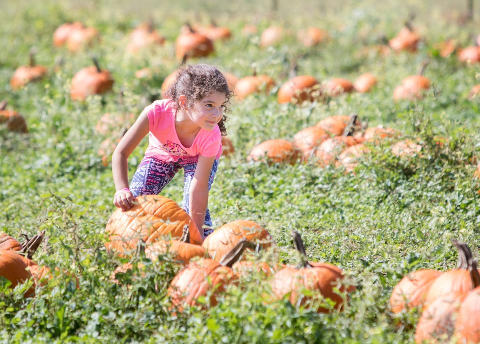 Chloe Guy, 5, of Pensacola, picks out a pumpkin in the patch during the Sweet Season Farm's 9th annual Corn Maze and Fall Fun Festival in Milton on Saturday, October 14, 2017.