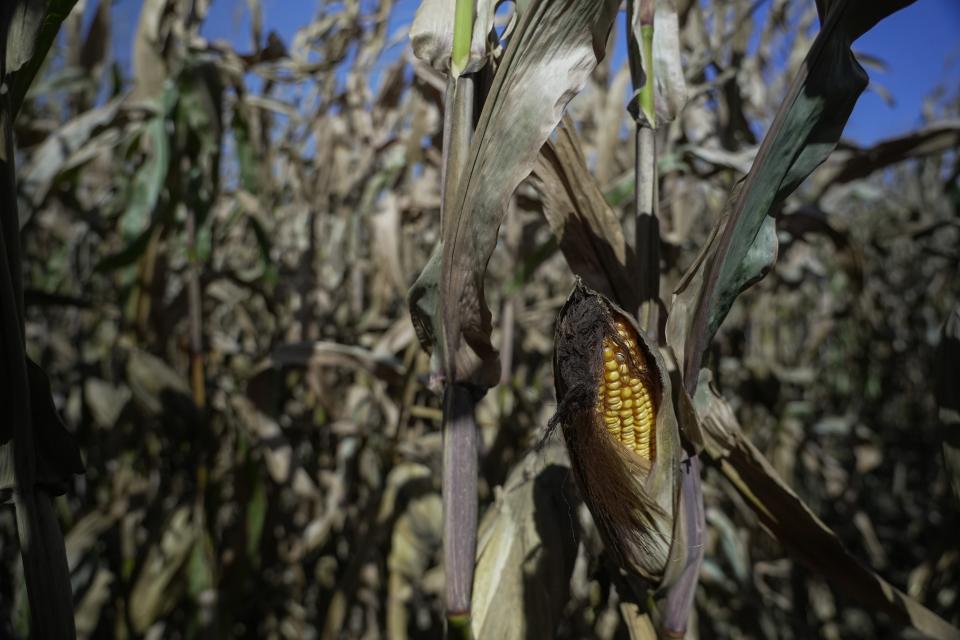 An ear of corn is visible before harvesting, Tuesday, Oct. 10, 2023, at a farm near Allerton, Ill. Cover crops top the list of tasks U.S. farmers are told will build healthy soil, help the environment and fight climate change. Yet after years of incentives and encouragement, Midwest farmers planted cover crops on only about 7% of their land in 2021. (AP Photo/Joshua A. Bickel)