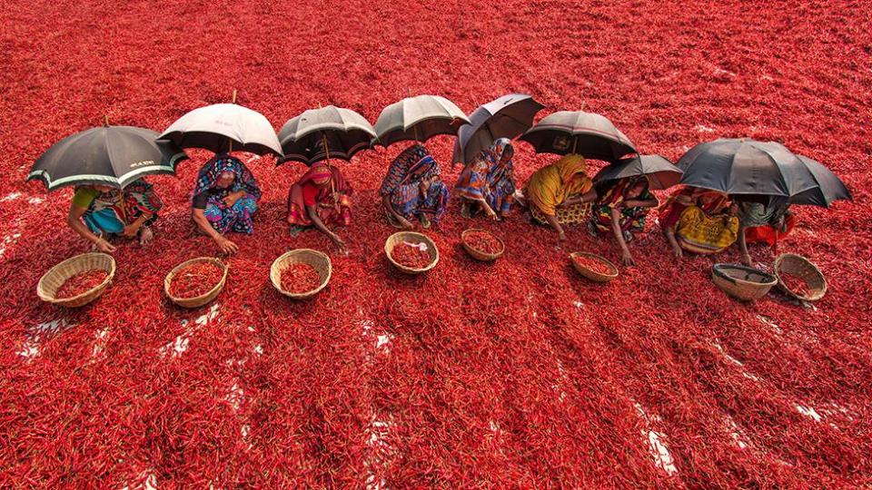 Millions of chillis create a red sea