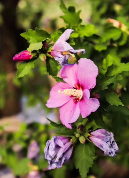 sharon rose or stock rose with dry and blooming inflorescences in the greenrod flowering hardy deciduous shrub open flowering plant purple and pink