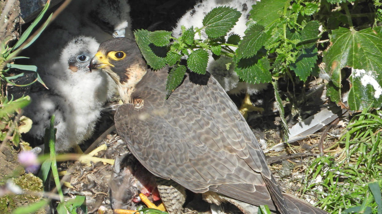  Peregrine falcon feeding chicks in nest. 